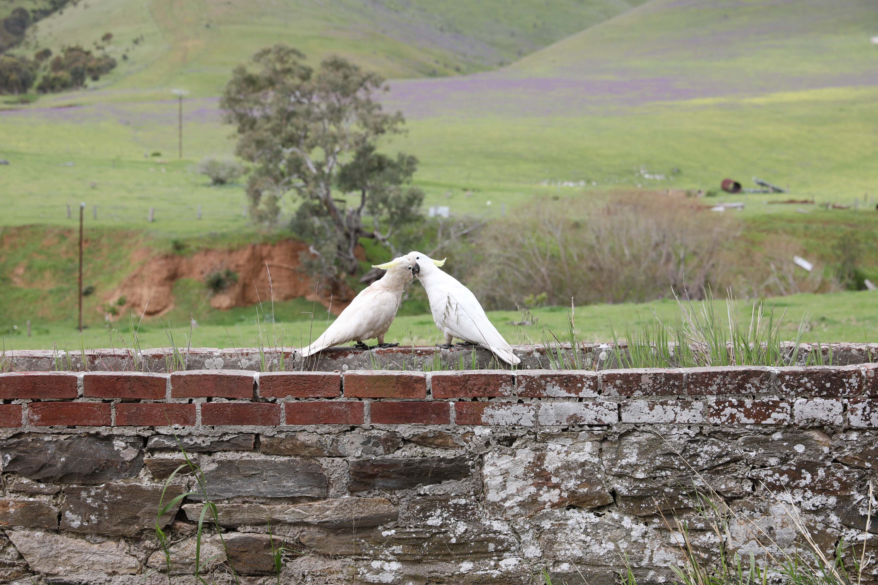 2019 09 28 14 50 18 Canon EOS 5D Mark IV 0027